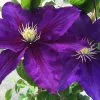 50 - 90cm Clematis 'The Duchess Of Cornwall' | Raymond Evision Clematis | 3L Pot -All Plants Sales Store PL9520 main 946b