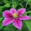 50 - 90cm Clematis 'Vicki' | Raymond Evision Clematis | 3L Pot 2 50 - 90cm Clematis 'Vicki' | Raymond Evision Clematis | 3L Pot -All Plants Sales Store PL9521 main d2e0