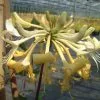 50 - 90cm Lonicera 'Graham Thomas' | 3L Pot -All Plants Sales Store PL9525 main 83b1