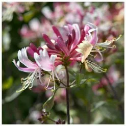50 - 90cm Lonicera Japonica 'Dart's World' | Japanese Honeysuckle | 3L Pot