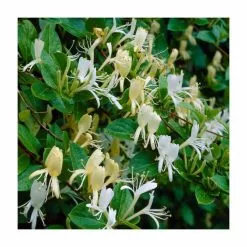 50-90cm Delavay Honeysuckle | Lonicera Similis Var. Delavayi | 3L Pot