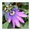 50-90cm Passiflora 'Purple Haze' | Semi-Evergreen Purple Passion Flower | 3L Pot -All Plants Sales Store PL9530 main image 6752