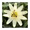 50-90cm Passiflora 'Snow Queen' | Semi-Evergreen White Passion Flower| 3L Pot -All Plants Sales Store PL9531 main image b2fc