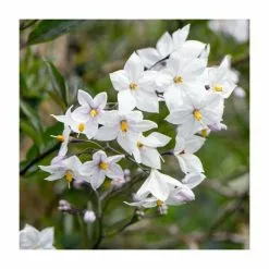 200cm Solanum Jasminoides | White Potato Vine | 10L Pot