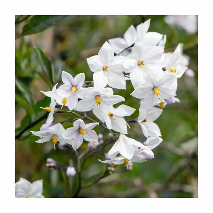 200cm Solanum Jasminoides | White Potato Vine | 10L Pot 3 200cm Solanum Jasminoides | White Potato Vine | 10L Pot