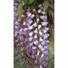 Wisteria Floribunda | 3L Pot -All Plants Sales Store PL9582 main a89a