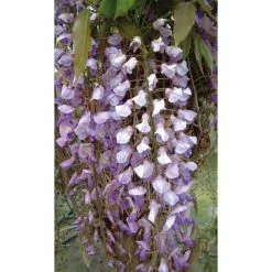 Wisteria Floribunda | 3L Pot