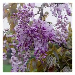 Wisteria Floribunda 'Macrobotrys (Multijuga)' | 3L Pot