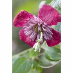 50-90cm Clematis 'Avant Garde' | 3L Pot