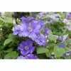 50-90cm Clematis 'Happy Anniversary' | 3L Pot -All Plants Sales Store PL9589 main b050