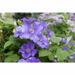 50-90cm Clematis 'Happy Anniversary' | 3L Pot