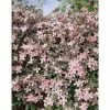 50-90cm Clematis Montana 'Pink Perfection' | 3L Pot -All Plants Sales Store PL9592 main d33e