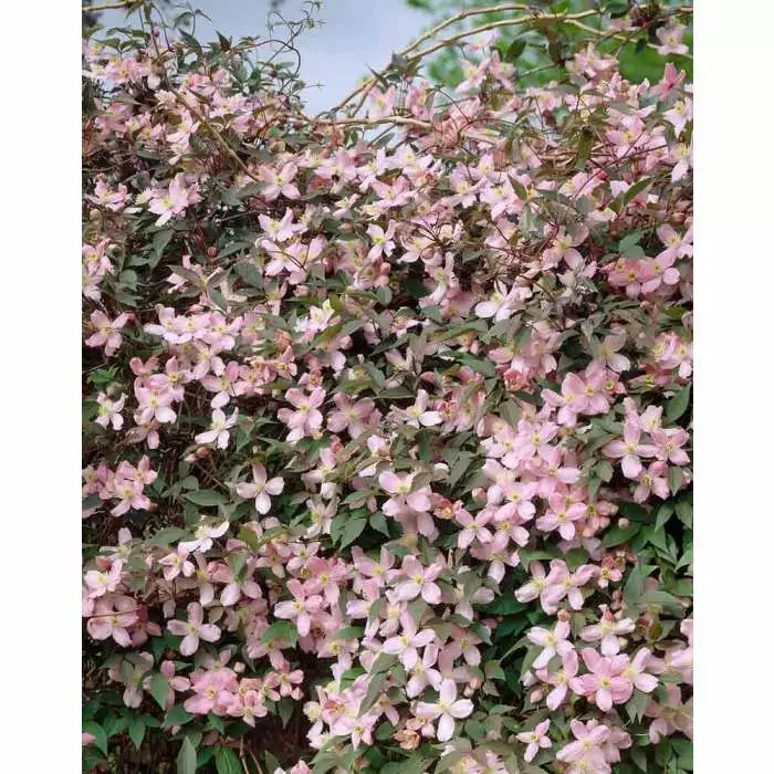 50-90cm Clematis Montana 'Pink Perfection' | 3L Pot 3 50-90cm Clematis Montana 'Pink Perfection' | 3L Pot