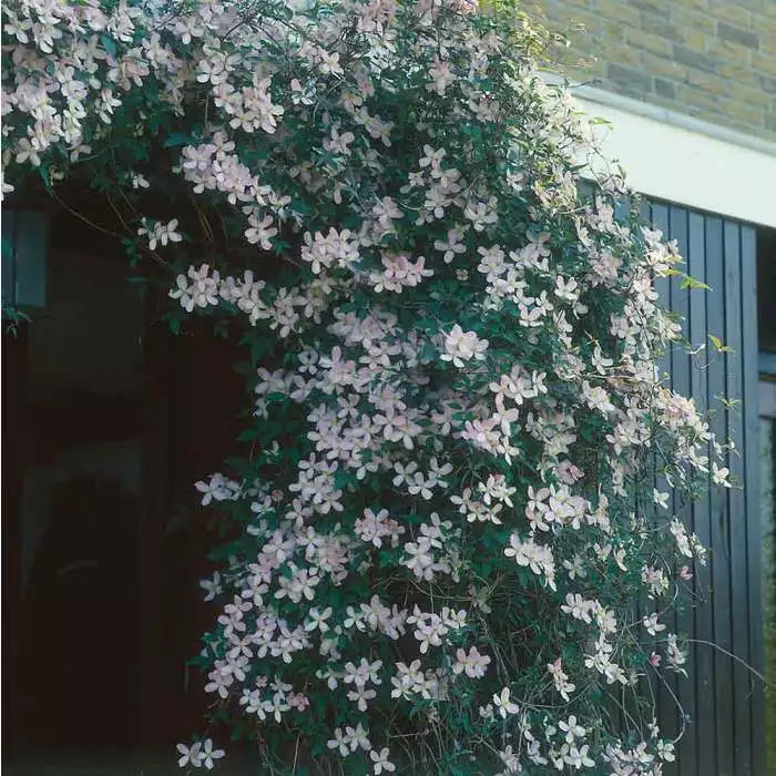 50-90cm Clematis Montana 'Tetrarose' | 3L Pot 3 50-90cm Clematis Montana 'Tetrarose' | 3L Pot