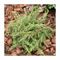 Juniperus Communis 'Green Carpet' | 1L Pot