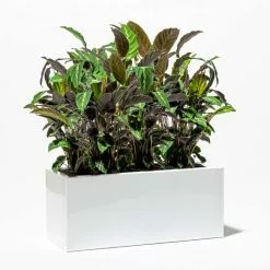 100cm Trough Zinc White Gloss Dipped Galvanised Planter -All Plants Sales Store PP40756 add image 4 2e23