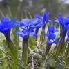 Gentiana Verna | 9cm Pot -All Plants Sales Store RH30001097 d092