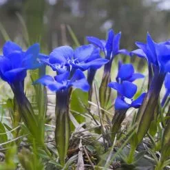 Gentiana Verna | 9cm Pot