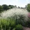 Crambe Cordifolia | 9cm Pot 1 Crambe Cordifolia | 9cm Pot -All Plants Sales Store RH30001405 4281
