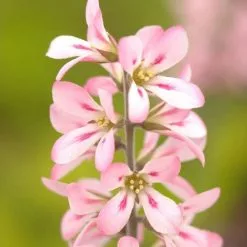 Francoa Sonchifolia Pink Bouquet | 9cm Pot
