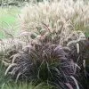 Pennisetum Advena Rubrum | 9cm Pot 1 Pennisetum Advena Rubrum | 9cm Pot -All Plants Sales Store RH30001646 8c0d