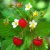 Fragaria Vesca | 9cm Pot -All Plants Sales Store RH30001971 9de0