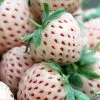 Fragaria Ananassa Pineberry White Dream | 12cm Pot -All Plants Sales Store RH30002083 4b7c