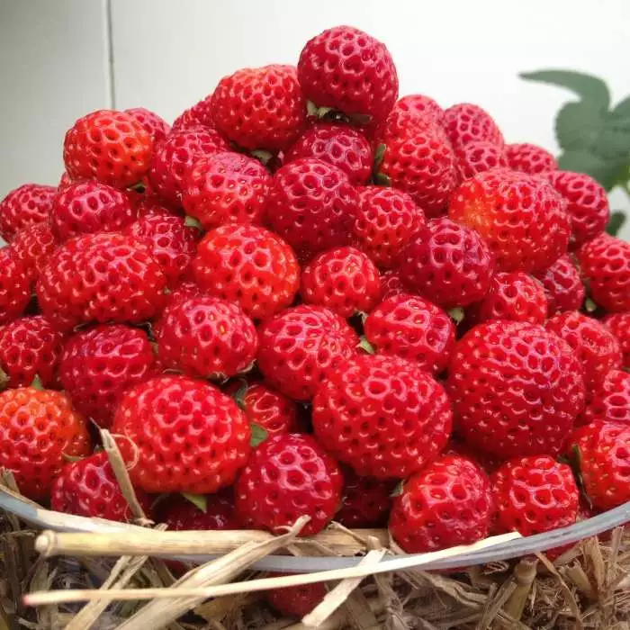 Fragaria × Ananassa Framberry Red Dream | 12cm Pot 3 Fragaria × Ananassa Framberry Red Dream | 12cm Pot