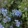 Corydalis Flexuosa China Blue | 9cm Pot