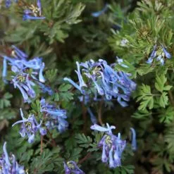 Corydalis Flexuosa China Blue | 9cm Pot