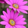 Osteospermum In The Pink | 9cm Pot -All Plants Sales Store RH30002669 d6d7