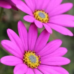 Osteospermum In The Pink | 9cm Pot
