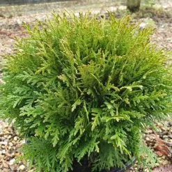 Thuja Occidentalis Danica | 9cm Pot