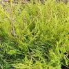 Juniperus × Pfitzeriana Old Gold | 9cm Pot 1 Juniperus × Pfitzeriana Old Gold | 9cm Pot -All Plants Sales Store RH30002888 96bb