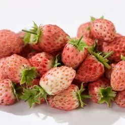 Bubbleberry | 12cm Pot