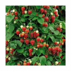 Strawberry Mount Everest | 12cm Pot