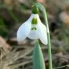 Galanthus Elwesii - Potted Bulbs | 9cm Pot (4 Per Pot) -All Plants Sales Store RH30003469 c9ab
