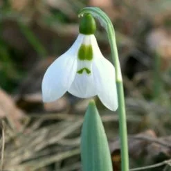 Galanthus Elwesii - Potted Bulbs | 9cm Pot (4 Per Pot)