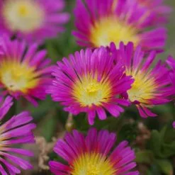 Delosperma Cooperi Hot Pink Wonder ('Wowdry1') (PBR) (Wheels Of Wonder Series) | 9cm Pot