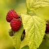 Raspberry Groovy ('Jdeboer005') (PBR) | 9cm Pot -All Plants Sales Store RH30003739 0f5f