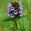 Prunella Vulgaris | 9cm Pot 1 Prunella Vulgaris | 9cm Pot -All Plants Sales Store RH30004136 777e
