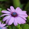 Osteospermum Cannington Roy | 9cm Pot -All Plants Sales Store RH30004308 e5f3