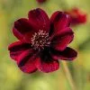 Cosmos Atrosanguineus Eclipse ('Hamcoec') (PBR) | 9cm Pot -All Plants Sales Store RH30004349 de08
