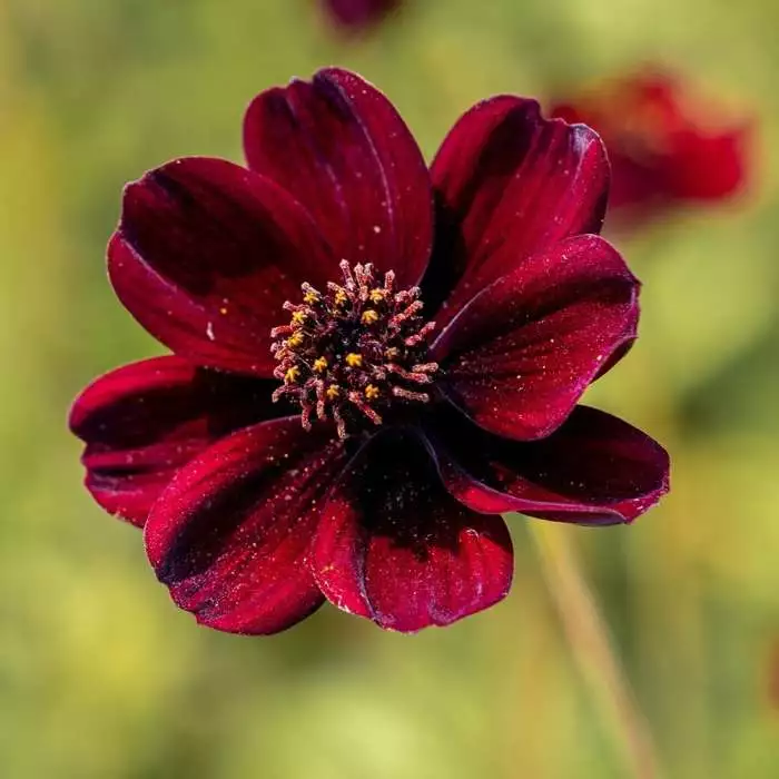 Cosmos Atrosanguineus Eclipse ('Hamcoec') (PBR) | 9cm Pot 3 Cosmos Atrosanguineus Eclipse ('Hamcoec') (PBR) | 9cm Pot