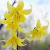 Erythronium Pagoda - Potted Bulbs | 9cm Pot (1 Per Pot) 2 Erythronium Pagoda - Potted Bulbs | 9cm Pot (1 Per Pot) -All Plants Sales Store RH30004500 1961