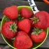 Strawberry Cambridge Favourite | 9cm Pot -All Plants Sales Store RH30004516 5dc5