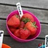 Strawberry Elsanta | 9cm Pot -All Plants Sales Store RH30004630 ec40