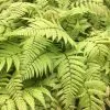 Dryopteris Goldieana | 9cm Pot -All Plants Sales Store RH30004727 0bec