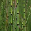 Equisetum Ramosissimum Var. Japonicum | 9cm Pot -All Plants Sales Store RH30004777 733b