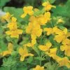 Mimulus Luteus | 9cm Pot -All Plants Sales Store RH30004790 54a7